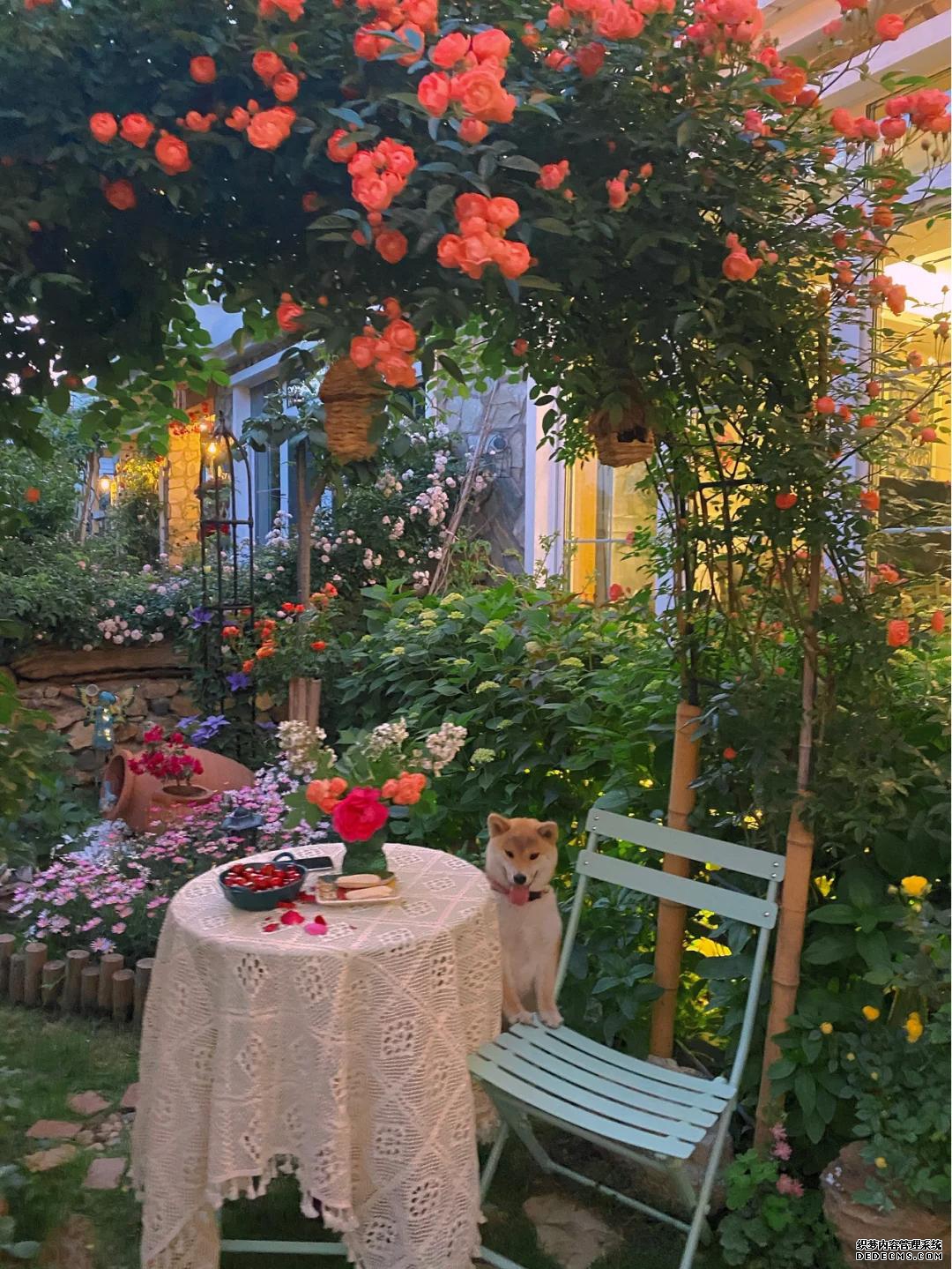 生活就是这样，有个院子真好！