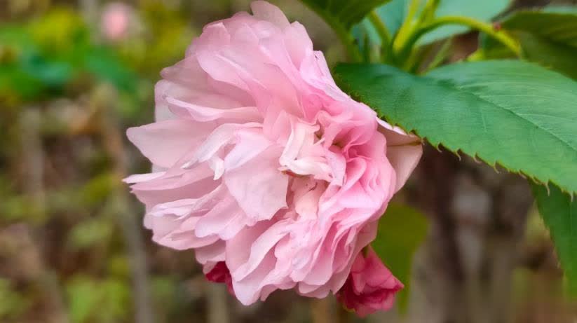 惊人的因果定律：人败因狂，事败因贪，家败因怨