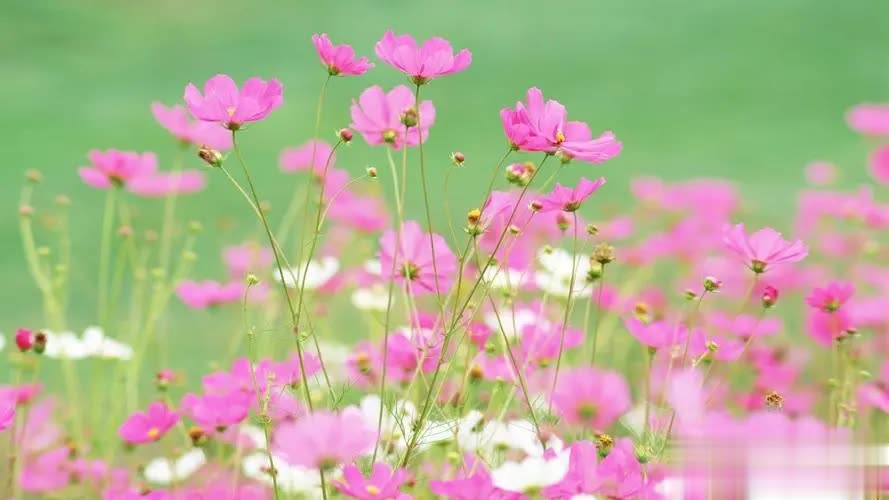 一个人能不能过得好，最主要看的就是这一点，那就是经营生活