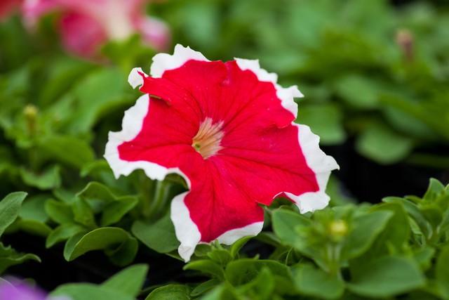 心软未必是美德：保护自己，学会适度拒绝