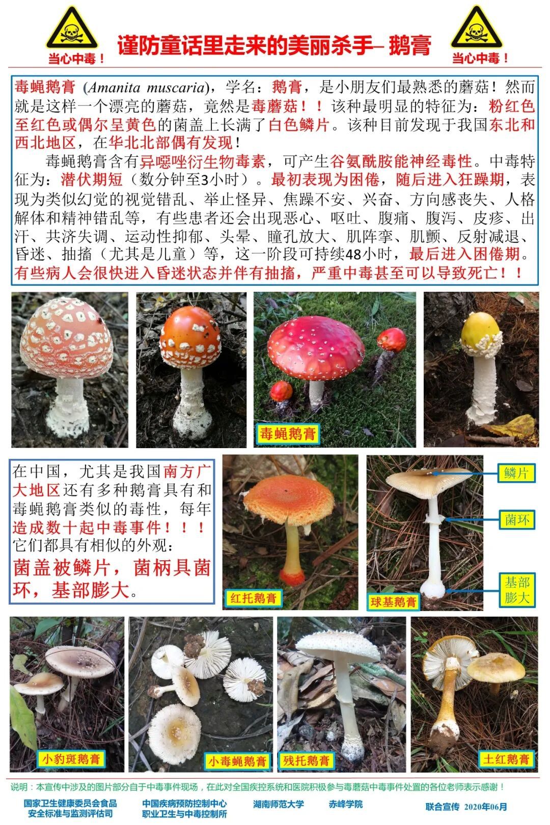毒蘑菇！东北一地疾控紧急提醒