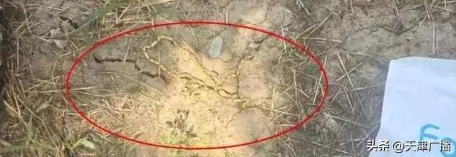 天津警方:杨某某被抓获!