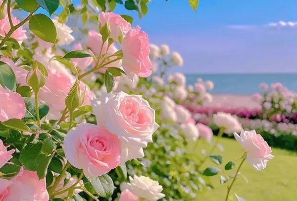 若知今日残局难收，悔不当初心存侥幸